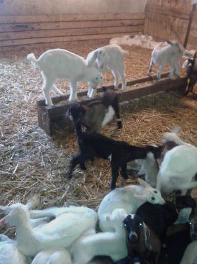 20150218_115218 - Austria ferme de capre