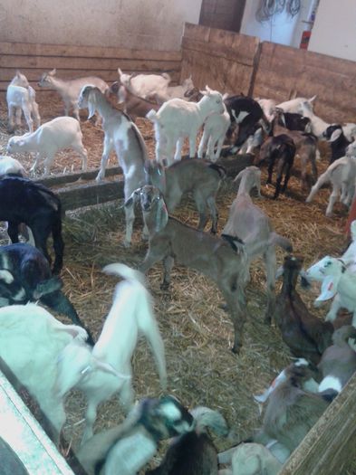 20150218_115236 - Austria ferme de capre