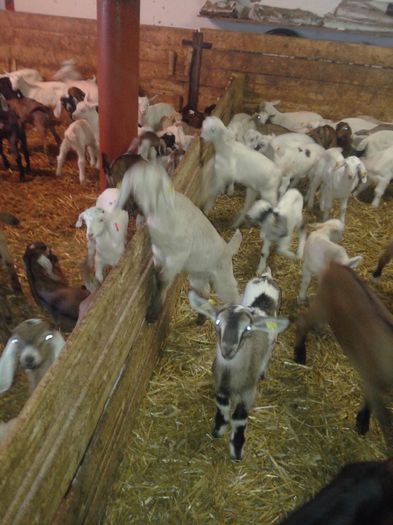 20150218_115240 - Austria ferme de capre