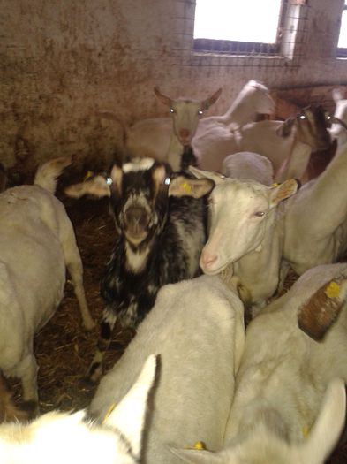 20150218_120025 - Austria ferme de capre