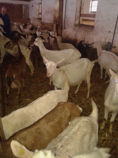 20150218_120037 - Austria ferme de capre