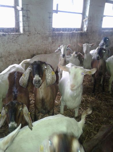 20150218_120052 - Austria ferme de capre