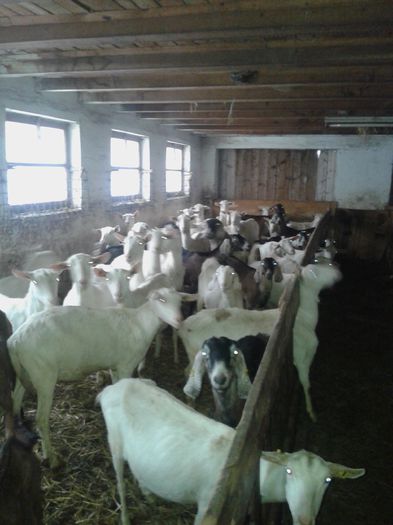 20150218_120058 - Austria ferme de capre