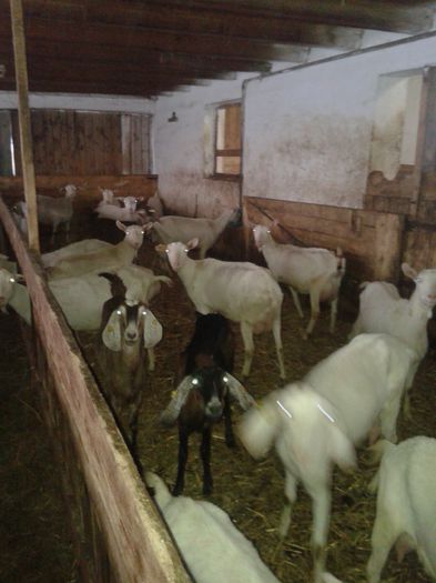 20150218_120103 - Austria ferme de capre