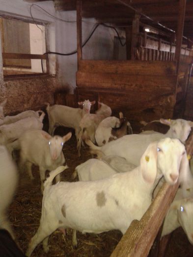 20150218_120109 - Austria ferme de capre