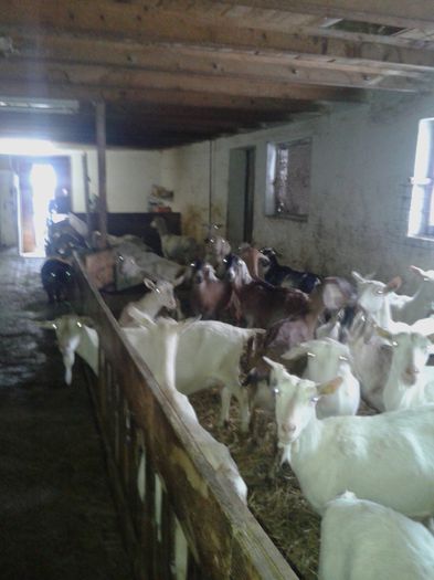 20150218_120114 - Austria ferme de capre