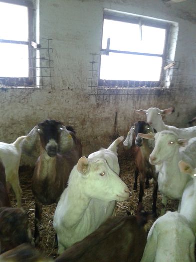 20150218_120121 - Austria ferme de capre