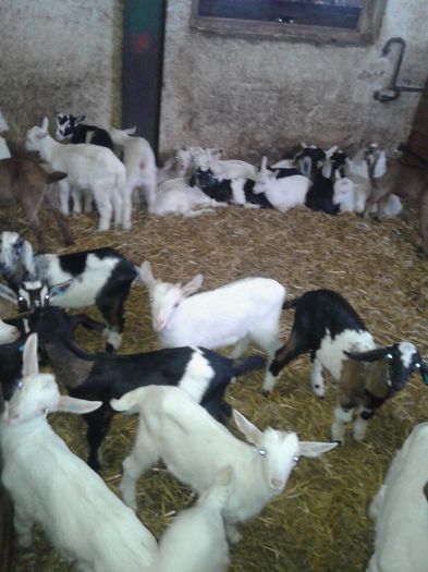 20150218_120158 - Austria ferme de capre