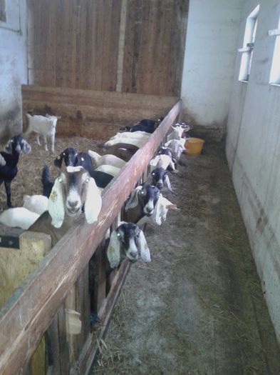 20150218_120222 - Austria ferme de capre