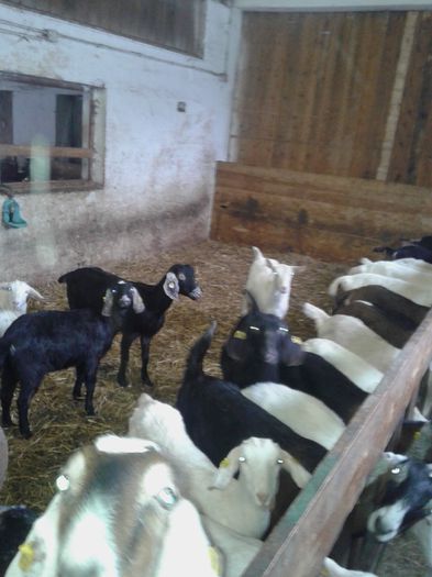 20150218_120229 - Austria ferme de capre