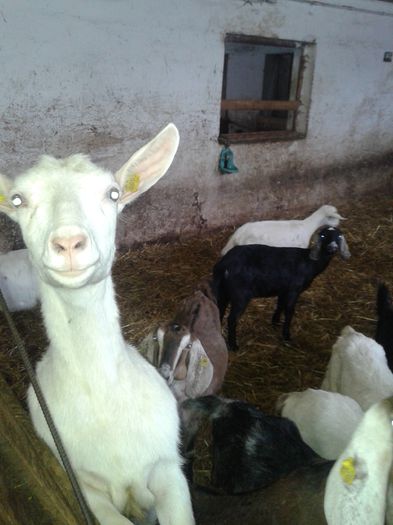 20150218_120238 - Austria ferme de capre