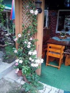 062 MANDEVILLA SANDERI - ARBORI FRUCTIFERI SI ARBUSTI ORNAMENTALI