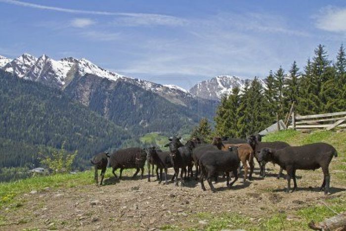 Oi negre in Alpi