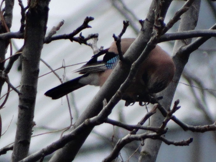 si alta vizita - a-vizitatorii gradinii-2015