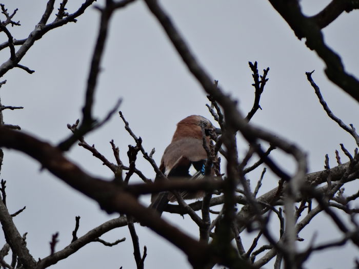 jmechera si rautacioasa gaita - a-vizitatorii gradinii-2015