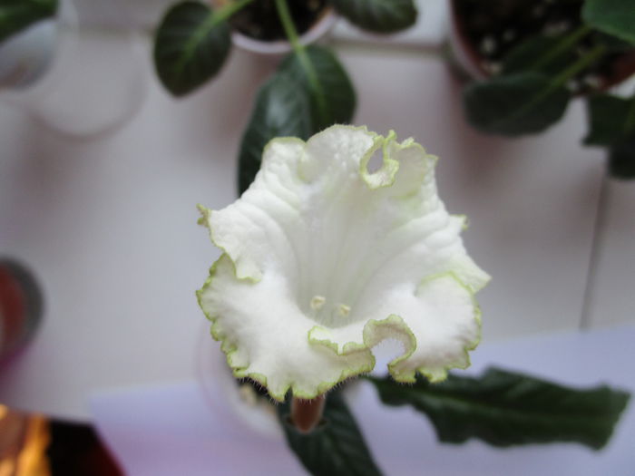 DS-1249(1)(20-02-2015)