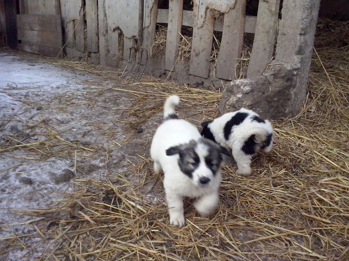 CAM04136 - ciobanesti de bucovina