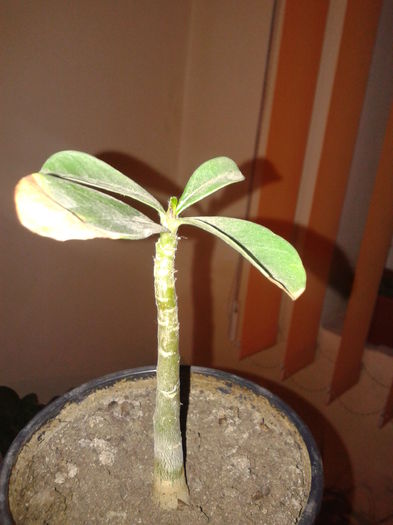 adenium 2 ani 