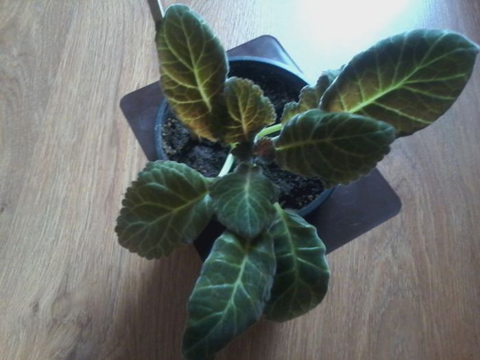 20150220_101522 - gloxinia 2014-2015-2016