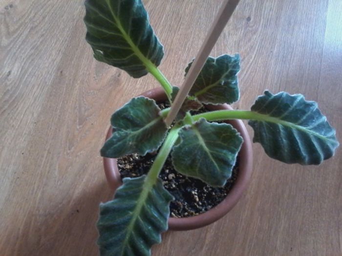 20150220_101703 - gloxinia 2014-2015-2016