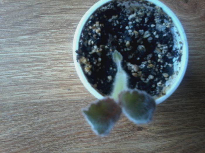 20150220_101832 - gloxinia 2014-2015-2016
