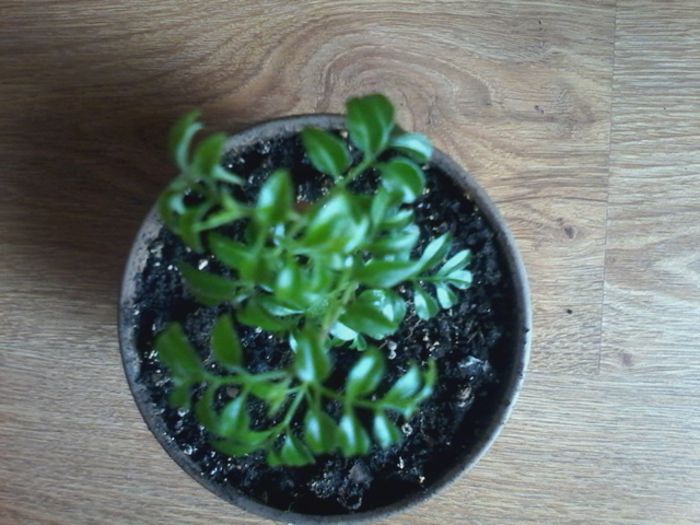 din semintele de pe planta mama