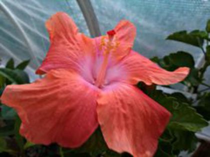 danny s yellow diamond fl 3