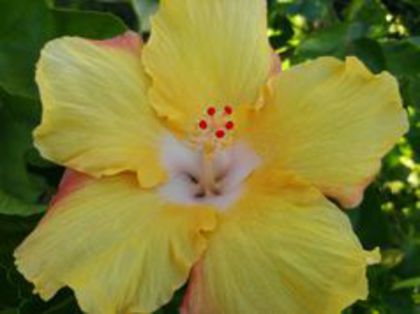 danny s yellow diamond fl 2