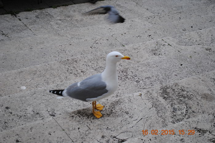 Picture 644