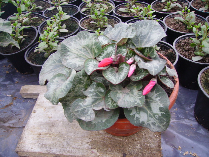 cyclamen 2010