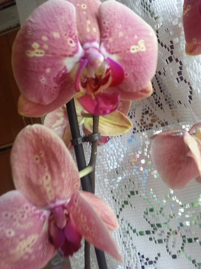 3 tije 35 lei - De vinzare orhidei