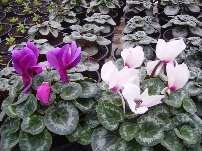 cyclamen 2010