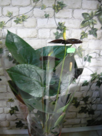 Anthurium black queen-59ron - ANTHURiUM-diverse culori de vanzare