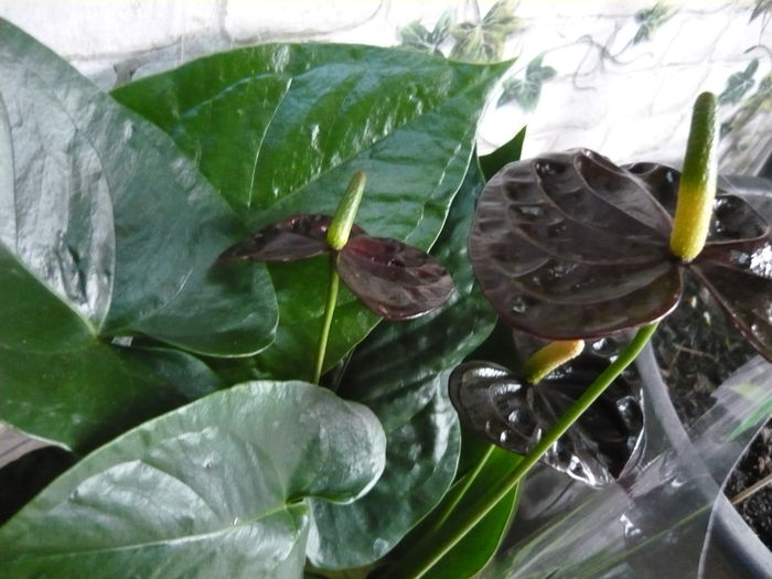 Anthurium black queen-59ron - ANTHURiUM-diverse culori de vanzare