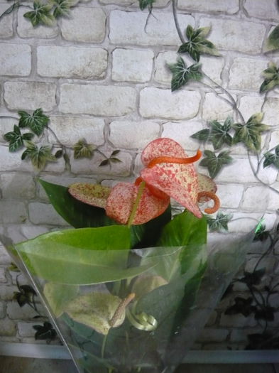 Anthurium scherzerianum-59ron; epuizat
