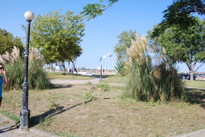 DSC_0967 - viv