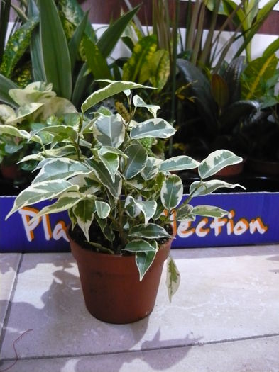 ficus benjamin-rezervat ancuta-; vandut
