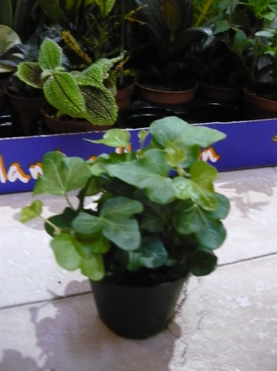 iedera - Mix plante de vanzare 10lei bucata-stoc epuizat