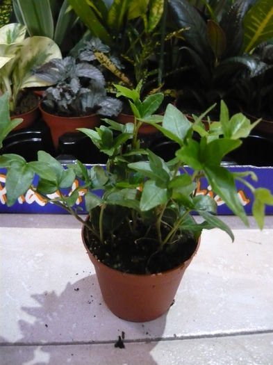 iedera - Mix plante de vanzare 10lei bucata-stoc epuizat