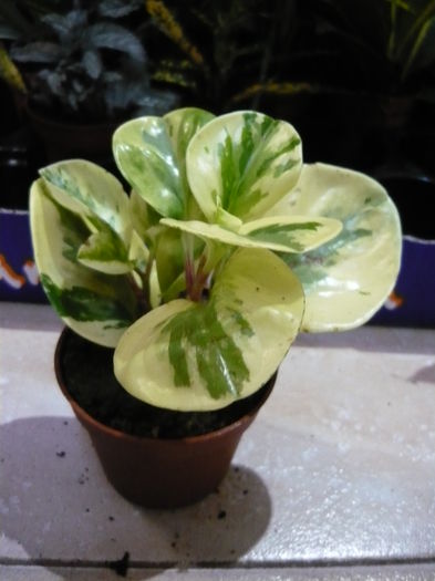 rezervat ancuta - Mix plante de vanzare 10lei bucata-stoc epuizat