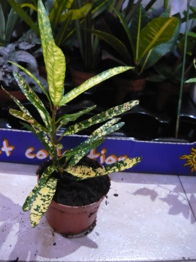 codiaeum-revervat alinaaaa - Mix plante de vanzare 10lei bucata-stoc epuizat