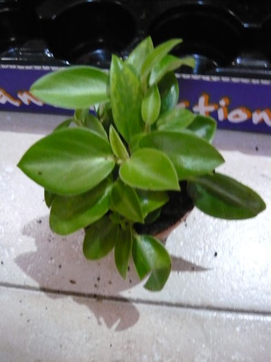 P1120790 - Mix plante de vanzare 10lei bucata-stoc epuizat