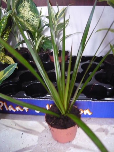 disponibil dracaena