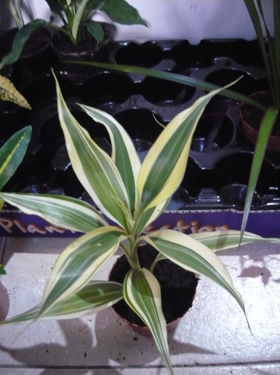 P1120798 - Mix plante de vanzare 10lei bucata-stoc epuizat