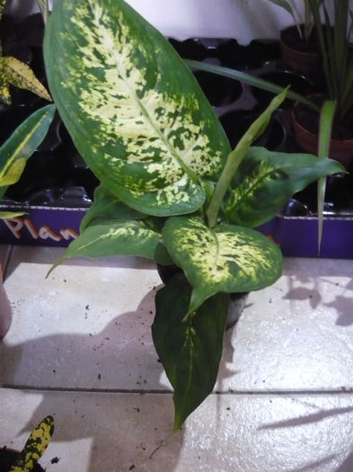 dieffenbachia-rezervat alinaaaa - Mix plante de vanzare 10lei bucata-stoc epuizat
