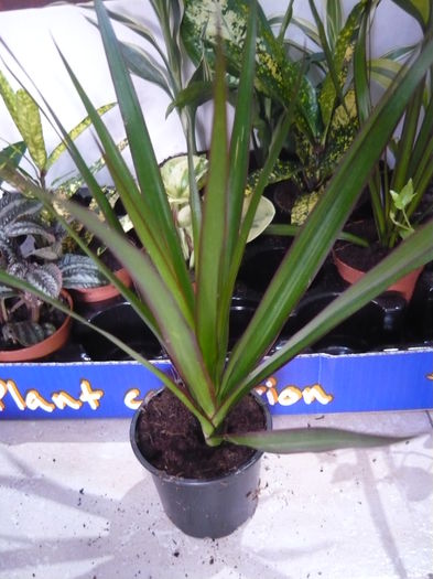 disponibil dracaena - Mix plante de vanzare 10lei bucata-stoc epuizat