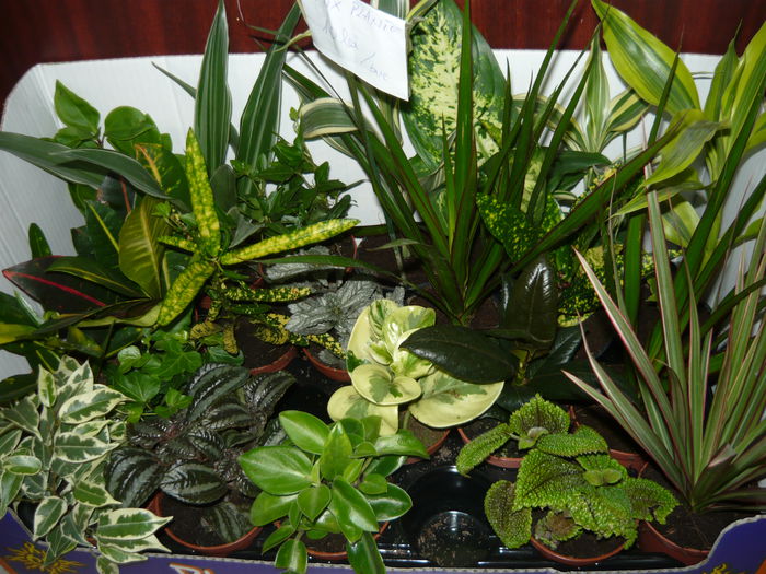 P1120806 - Mix plante de vanzare 10lei bucata-stoc epuizat