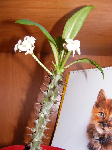 DSCF0260; si cu floricele albe iarna, multumesc!
