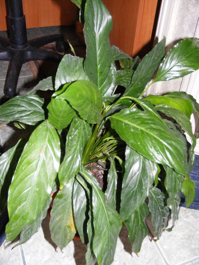 DSCF0280 - Plante verzi