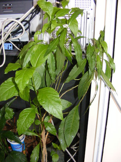 cestrum parqui